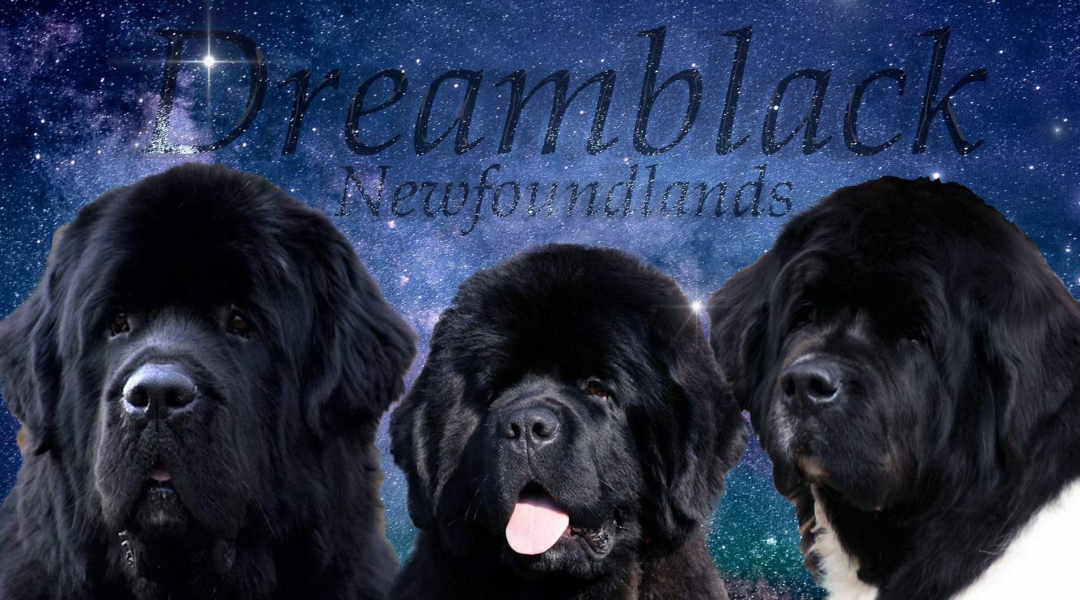 dreamblacknewf