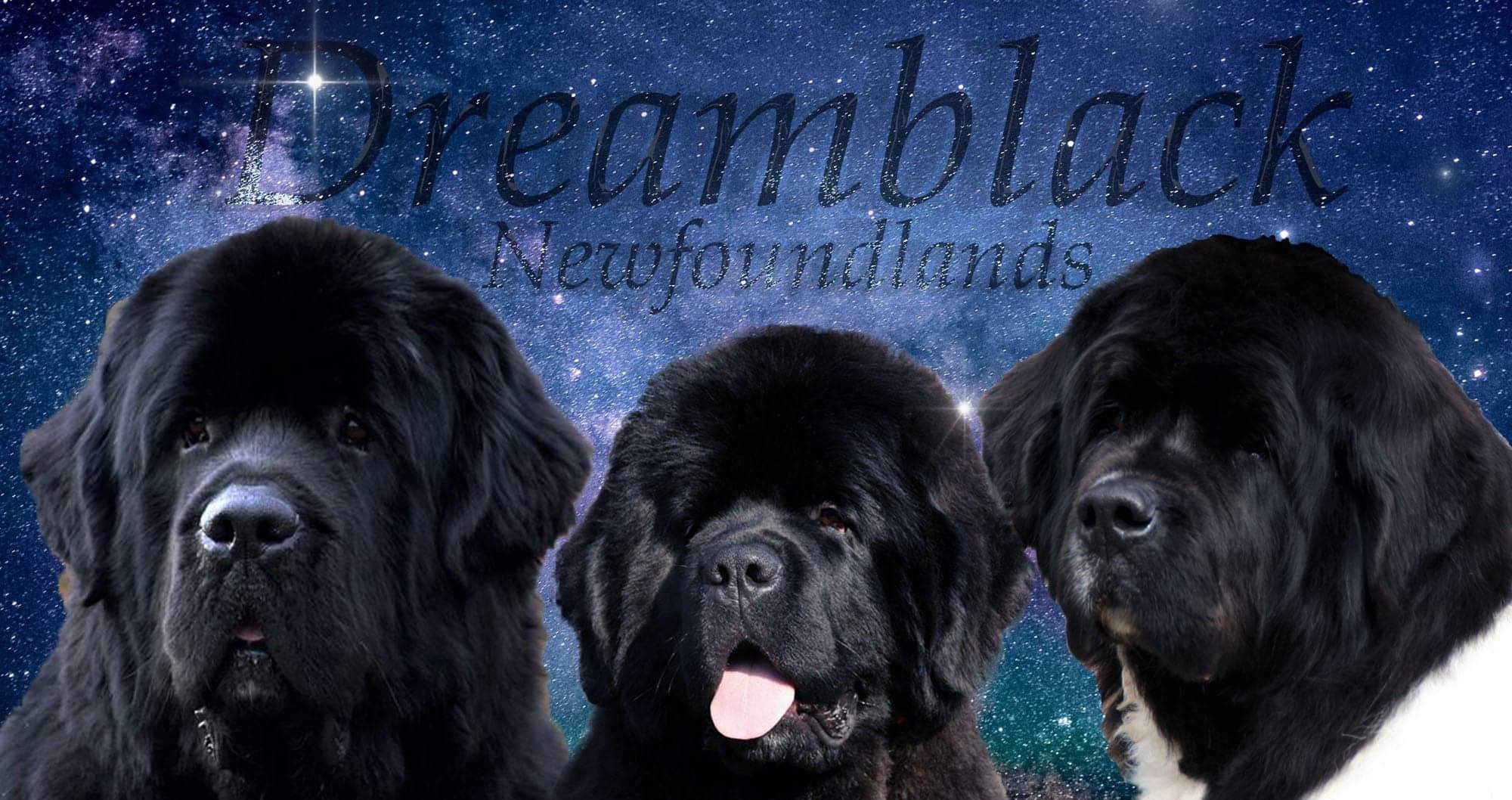 dreamblacknewf